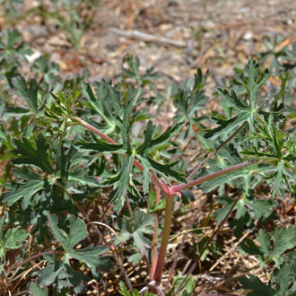 Pineywoods Geranium